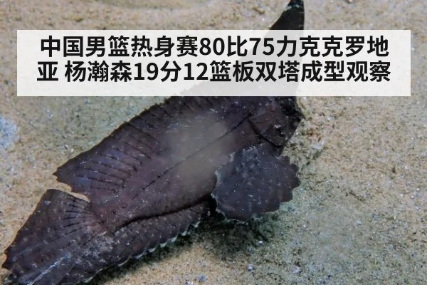 中国男篮热身赛80比75力克克罗地亚 杨瀚森19分12篮板双塔成型观察